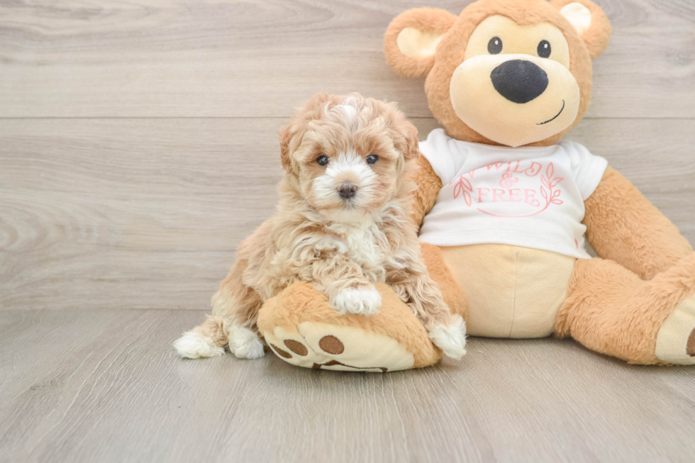 Petite Maltipoo Poodle Mix Pup