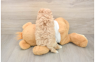 Little Malt Oodle Poodle Mix Puppy