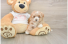 Maltipoo Puppy for Adoption