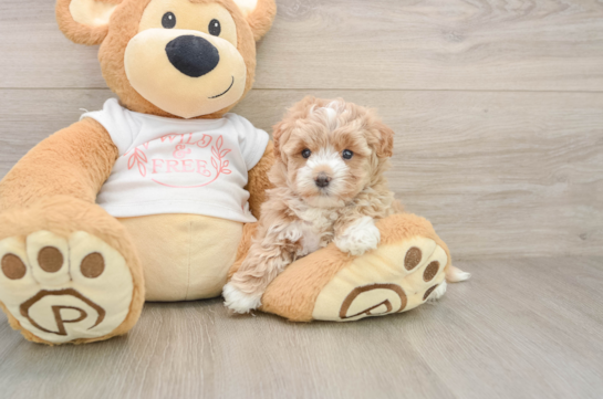 Maltipoo Puppy for Adoption