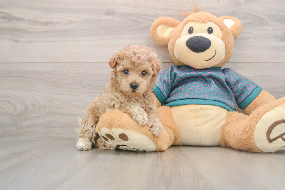Maltipoo Pup Being Cute