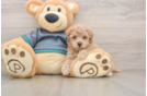 Energetic Moodle Poodle Mix Puppy