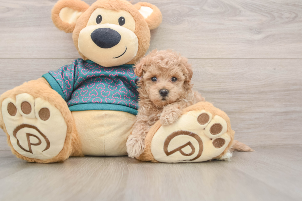 Energetic Moodle Poodle Mix Puppy