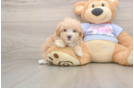 Best Maltipoo Baby