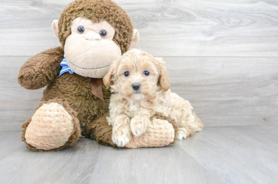 Cute Maltese Poodle Poodle Mix Puppy