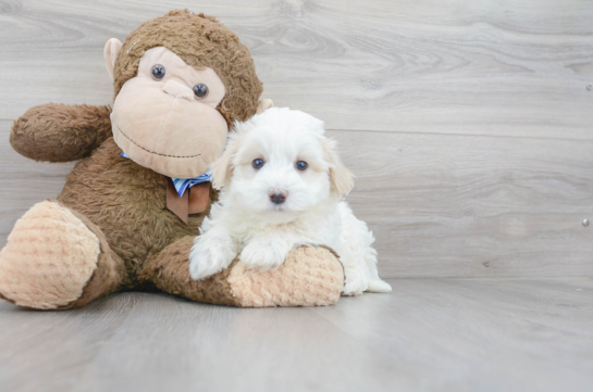 Cute Maltipoo Baby