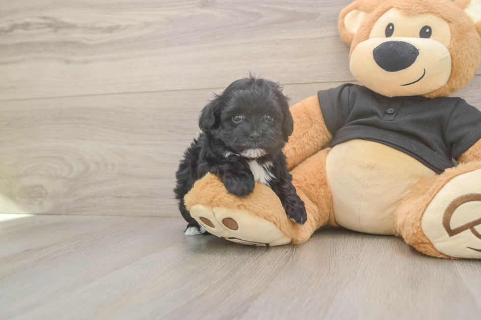 Meet Asia - our Maltipoo Puppy Photo  2/3 - Florida Fur Babies Happy Maltipoo Baby