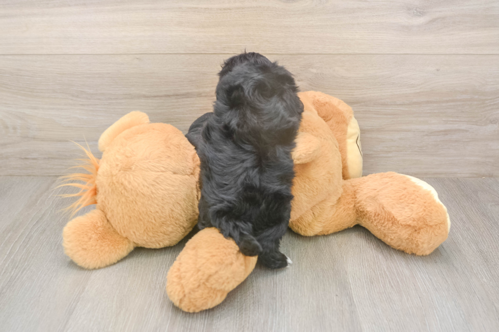 Meet Asia - our Maltipoo Puppy Photo  3/3 - Florida Fur Babies Small Maltipoo Baby