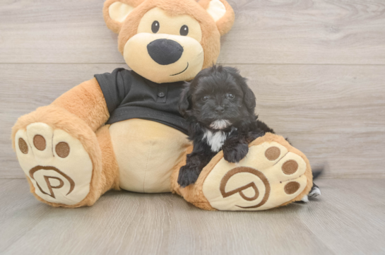 5 week old Maltipoo Puppy For Sale - Florida Fur Babies Maltipoo Puppy for Adoption