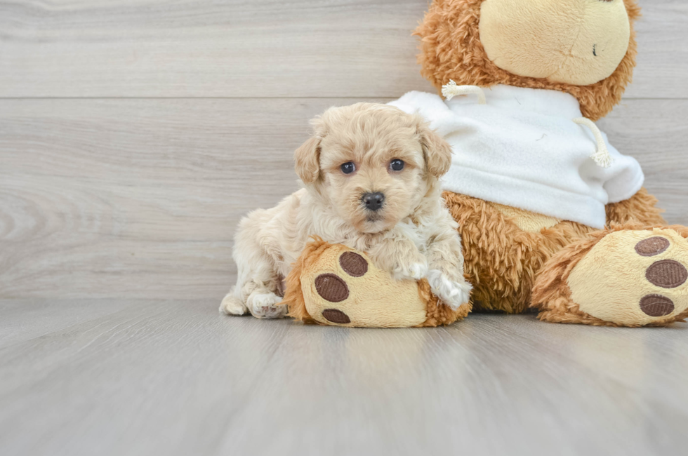 7 week old Maltipoo Puppy For Sale - Florida Fur Babies