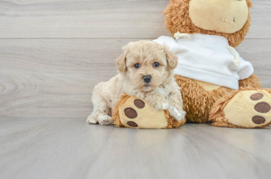 Best Maltipoo Baby