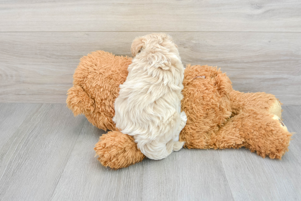 Fluffy Maltipoo Poodle Mix Pup