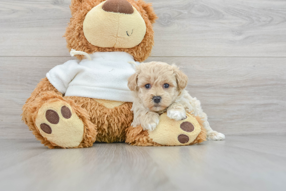 Funny Maltipoo Poodle Mix Pup
