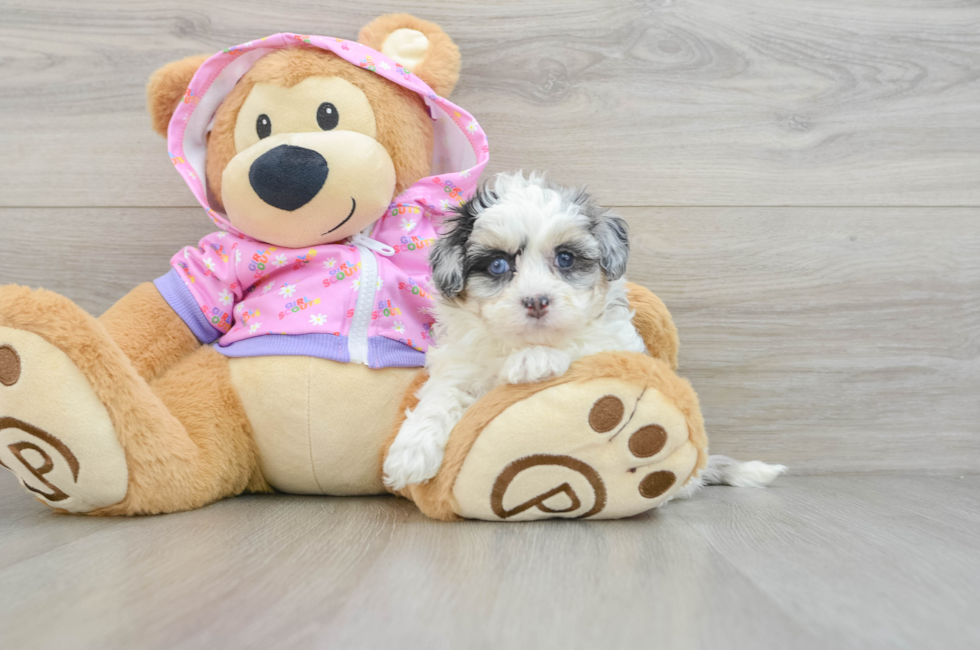 6 week old Maltipoo Puppy For Sale - Florida Fur Babies