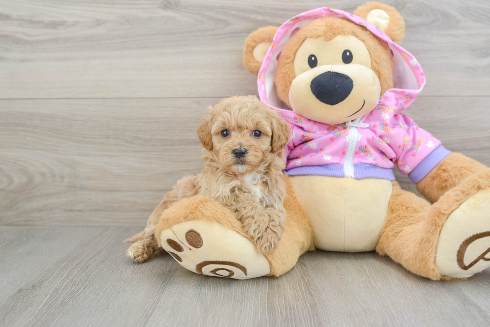 Fluffy Maltipoo Poodle Mix Pup