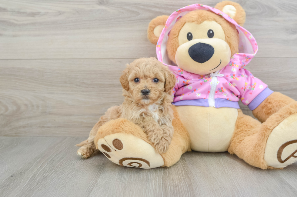 5 week old Maltipoo Puppy For Sale - Florida Fur Babies