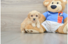 Energetic Malt Oodle Poodle Mix Puppy
