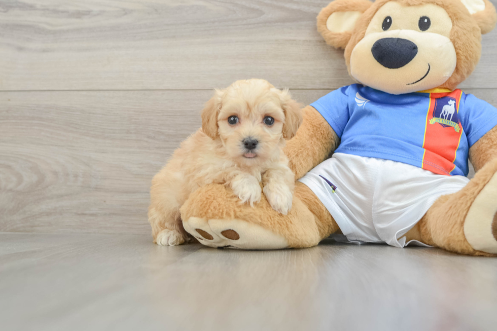 Energetic Malt Oodle Poodle Mix Puppy