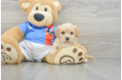 Smart Maltipoo Poodle Mix Pup