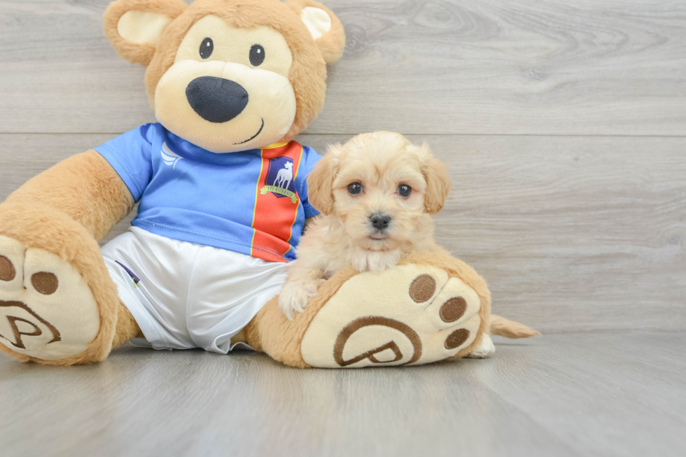 Smart Maltipoo Poodle Mix Pup