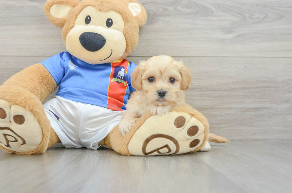 5 week old Maltipoo Puppy For Sale - Florida Fur Babies