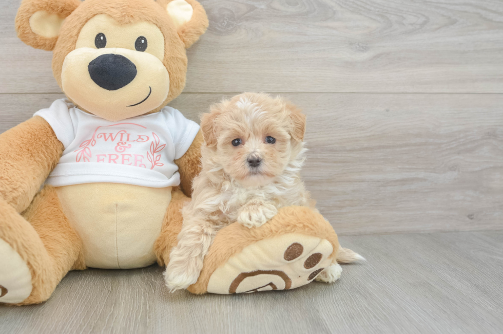 6 week old Maltipoo Puppy For Sale - Florida Fur Babies