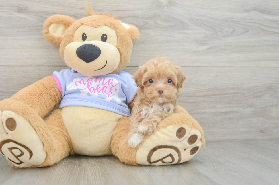 5 week old Maltipoo Puppy For Sale - Florida Fur Babies
