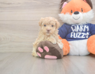 8 week old Maltipoo Puppy For Sale - Florida Fur Babies