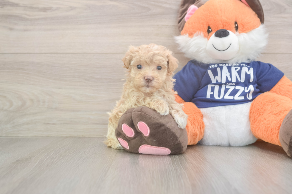 7 week old Maltipoo Puppy For Sale - Florida Fur Babies