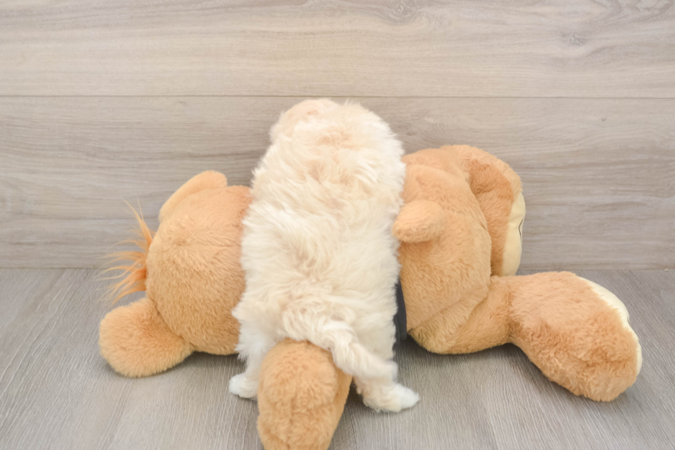 Meet Aspen - our Maltipoo Puppy Photo  3/3 - Florida Fur Babies Maltipoo Pup Being Cute