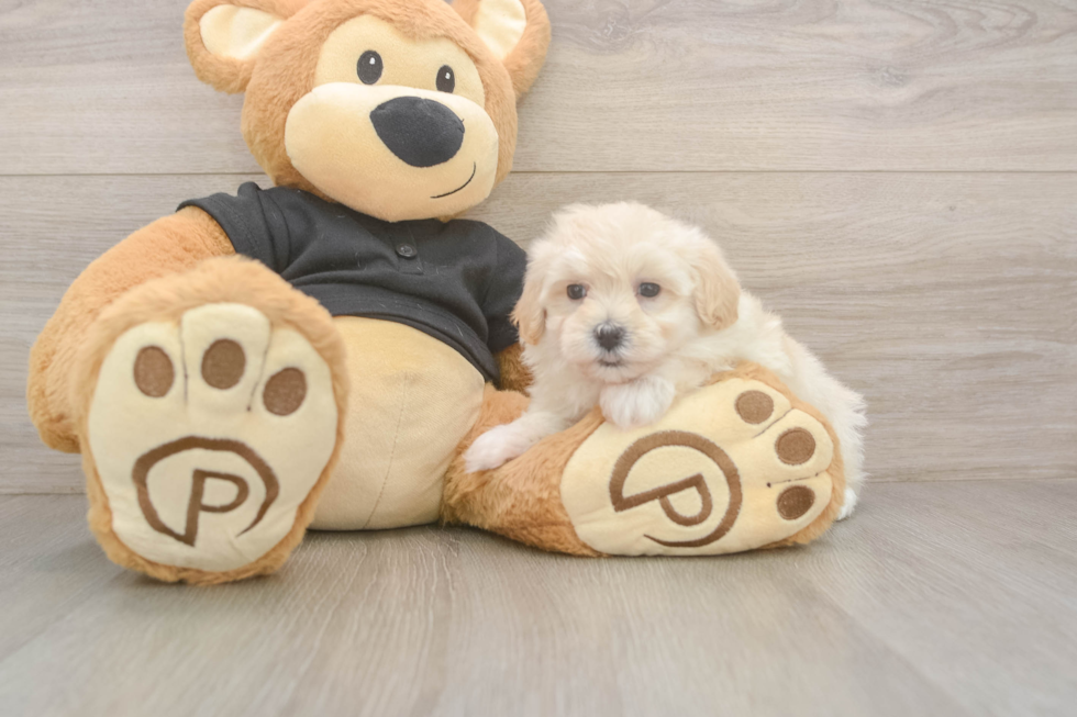 Meet Aspen - our Maltipoo Puppy Photo  2/3 - Florida Fur Babies Maltipoo Puppy for Adoption