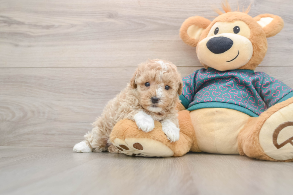 Friendly Maltipoo Baby