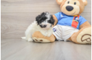 Small Maltipoo Baby
