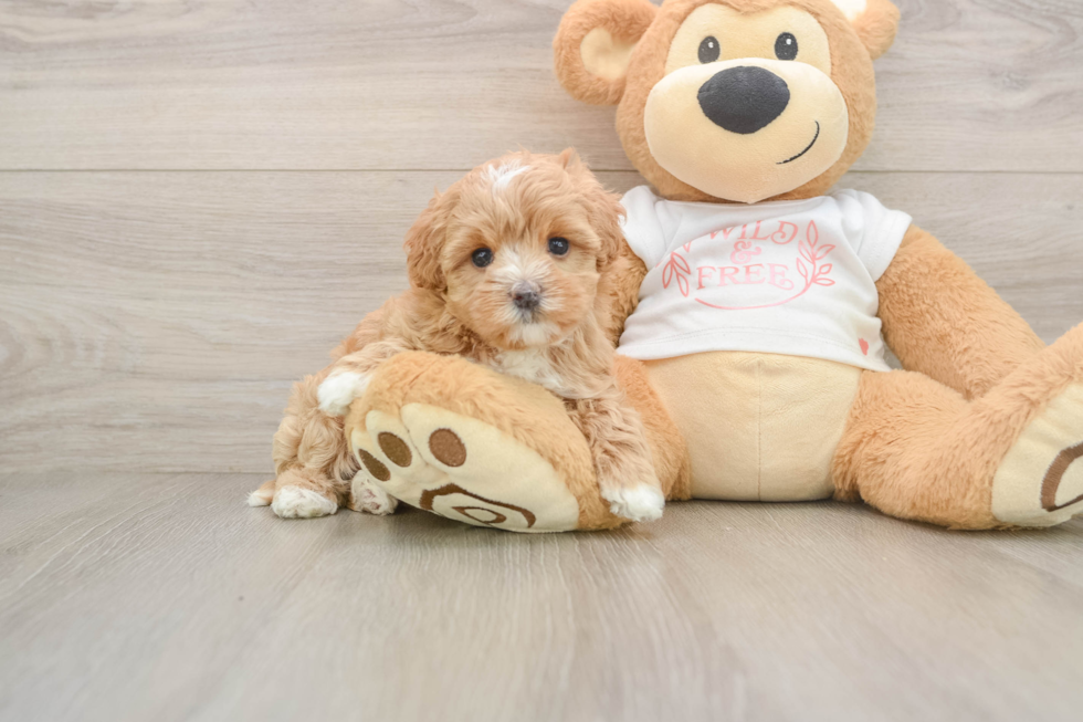Maltipoo Puppy for Adoption