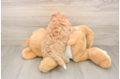 Petite Maltipoo Poodle Mix Pup