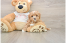 Little Multipoo Poodle Mix Puppy