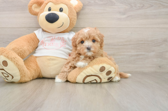 Little Multipoo Poodle Mix Puppy