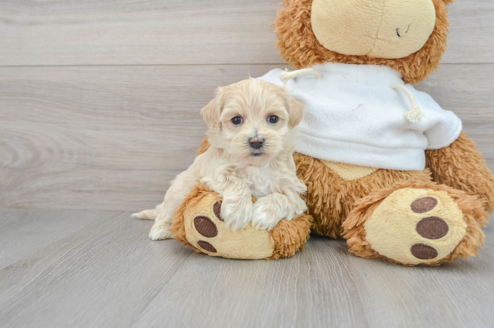 7 week old Maltipoo Puppy For Sale - Florida Fur Babies