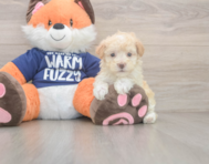 9 week old Maltipoo Puppy For Sale - Florida Fur Babies