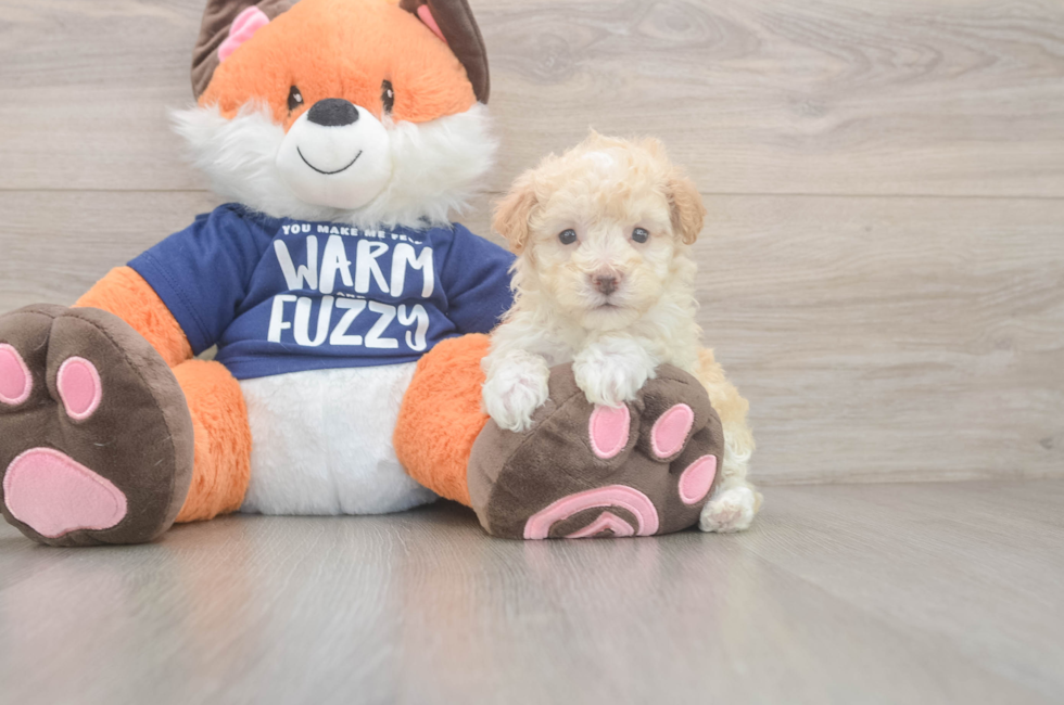 7 week old Maltipoo Puppy For Sale - Florida Fur Babies