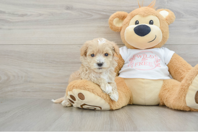 Best Maltipoo Baby