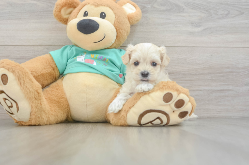 6 week old Maltipoo Puppy For Sale - Florida Fur Babies