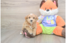 Meet Baby Groot - our Maltipoo Puppy Photo  2/3 - Florida Fur Babies Maltipoo Puppy for Adoption