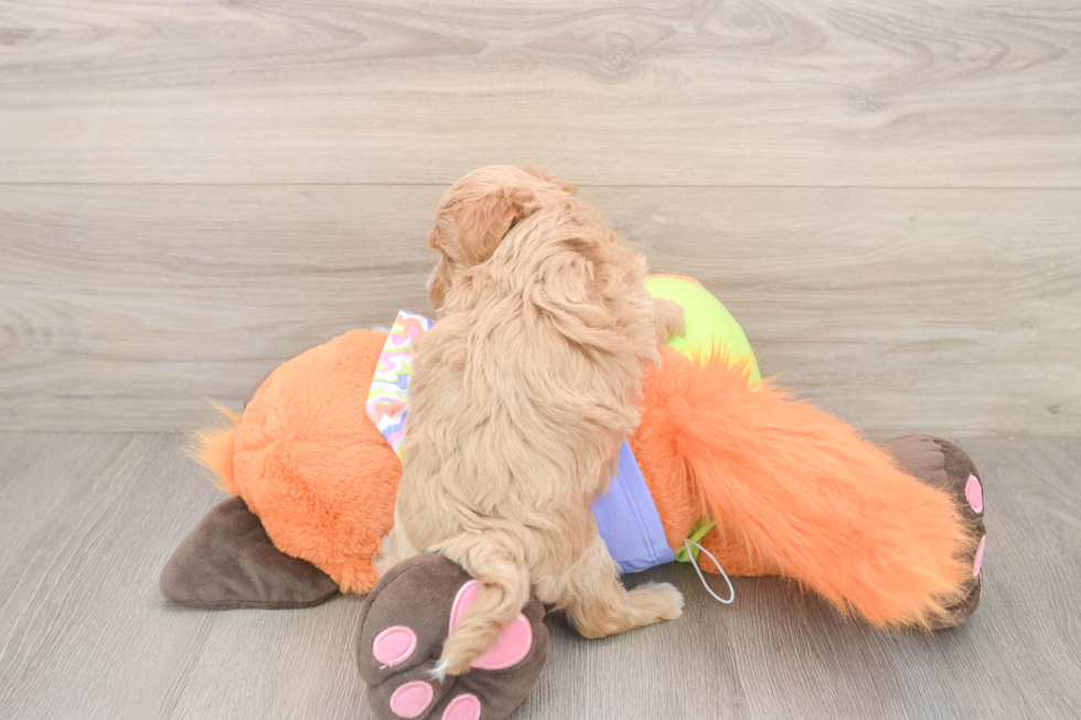Meet Baby Groot - our Maltipoo Puppy Photo  3/3 - Florida Fur Babies Friendly Maltipoo Baby