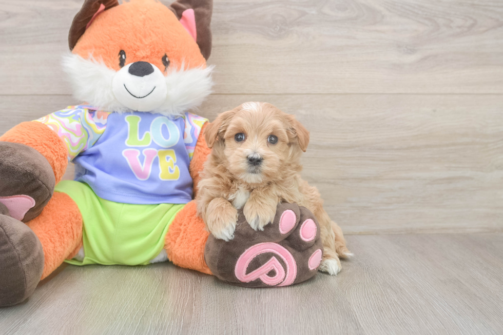 Meet Baby Groot - our Maltipoo Puppy Photo  1/3 - Florida Fur Babies Popular Maltipoo Poodle Mix Pup