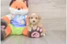 Meet Baby Groot - our Maltipoo Puppy Photo  1/3 - Florida Fur Babies Popular Maltipoo Poodle Mix Pup