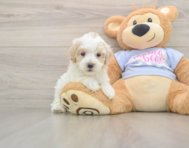 8 week old Maltipoo Puppy For Sale - Florida Fur Babies