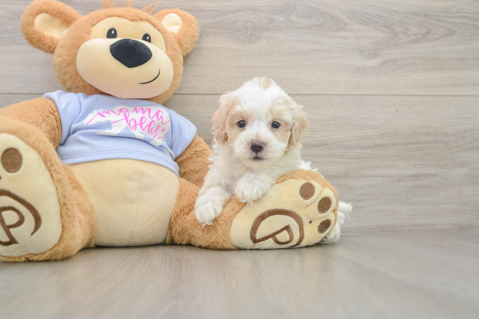 Fluffy Maltipoo Poodle Mix Pup
