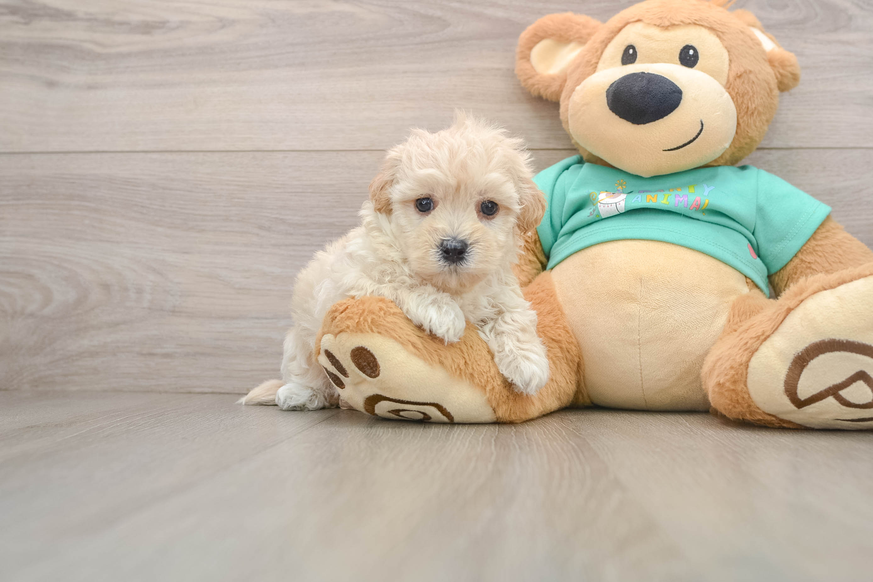 Sweet Maltipoo Baby