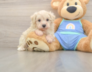 8 week old Maltipoo Puppy For Sale - Florida Fur Babies